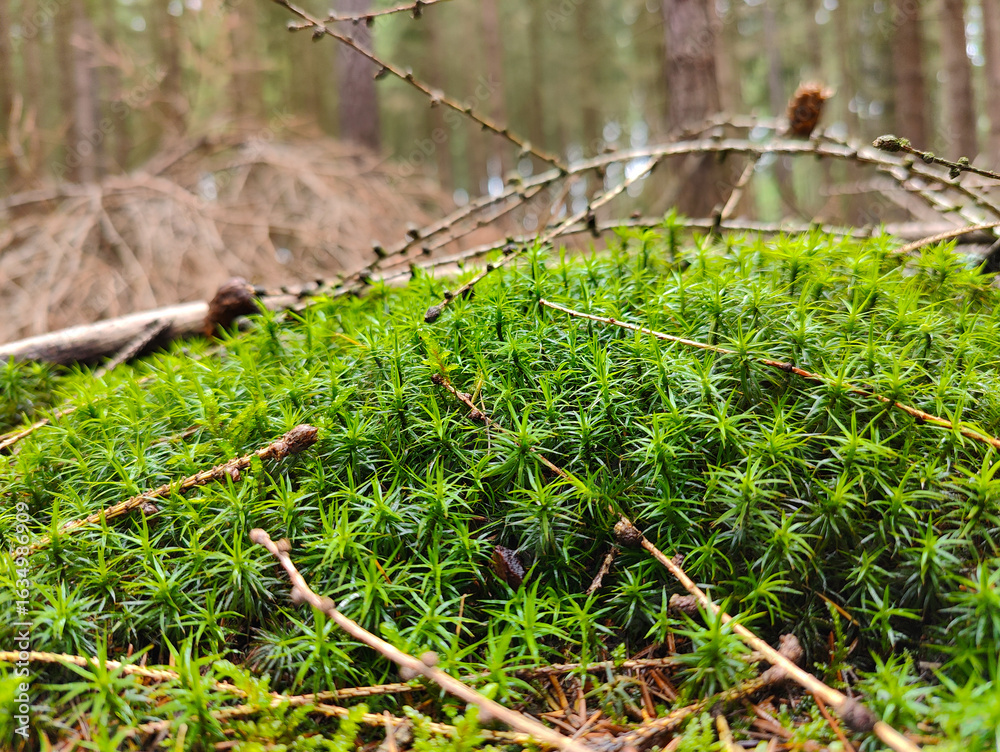 Obraz premium A close up of a moss covered ground in the woods