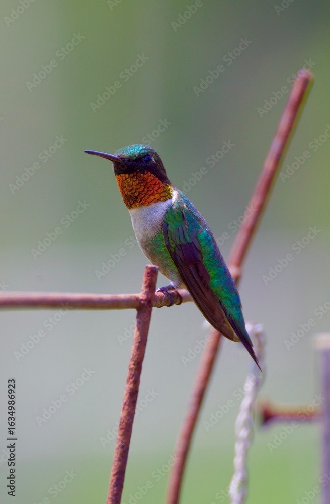 Fototapeta premium ruby throated hummingbird