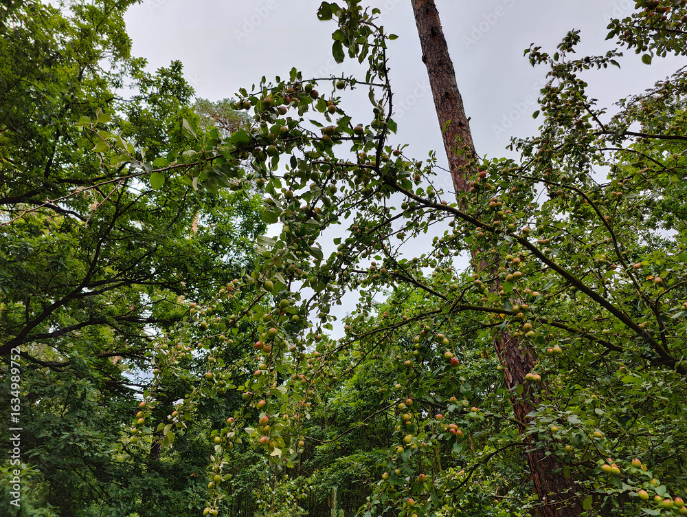 Fototapeta premium A bunch of apples hanging from a tree in a forest