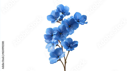 Fototapeta Naklejka Na Ścianę i Meble -  Azure flowers shine on white, highlighting petals. Ideal for floral arrangements, greeting cards, and spring themed marketing.