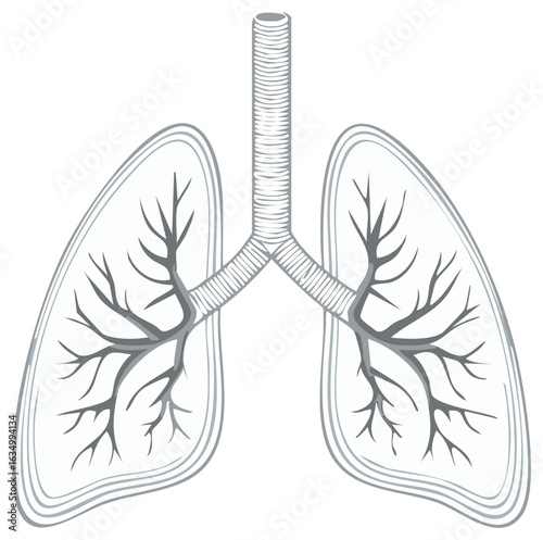 Stylized Anatomical Illustration of Human Lungs and Bronchial Tree
