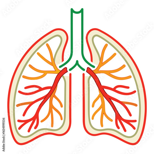 Stylized human lungs with branching airways and blood vessels respiratory system