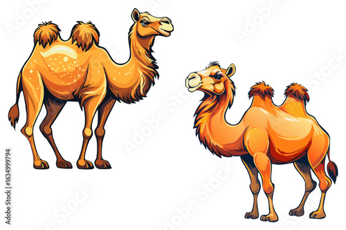 Bactrian camel, Mongolian camel, domestic Bactrian camel, two-humped camel or double humped camel (Camelus bactrianus)
