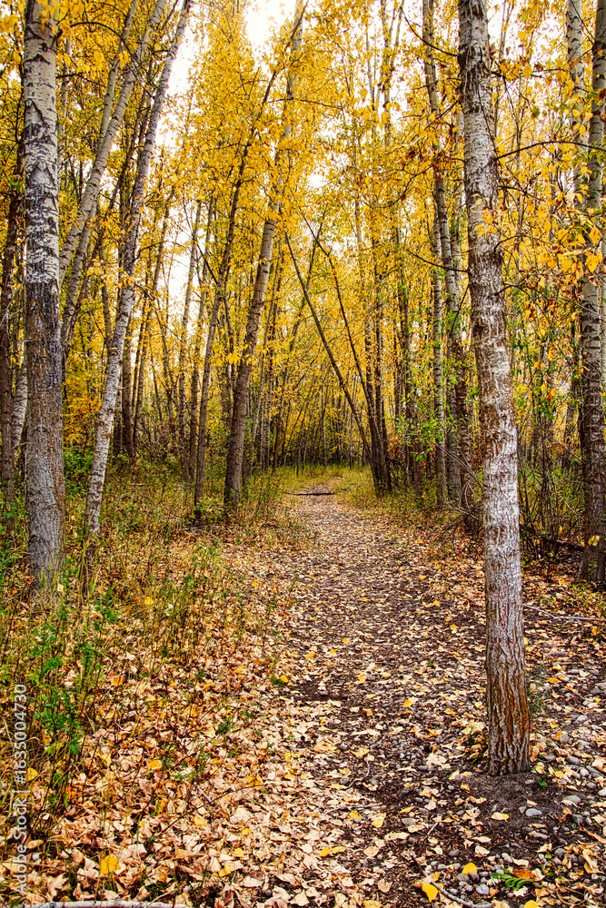 Obraz premium Colorful Autumn Leaves Walking the Trail Along the Bitterroot River in Hamilton Montana.