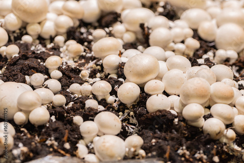 White mushrooms growing abundantly on dark soil, showcasing natural organic farming environment