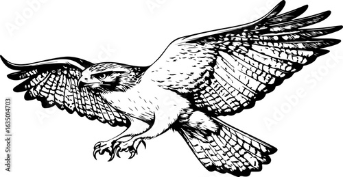 engraving of hawk soaring with open wings