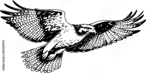 engraving of hawk soaring with open wings