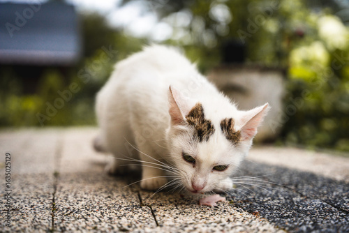 white cat on the street eating meat