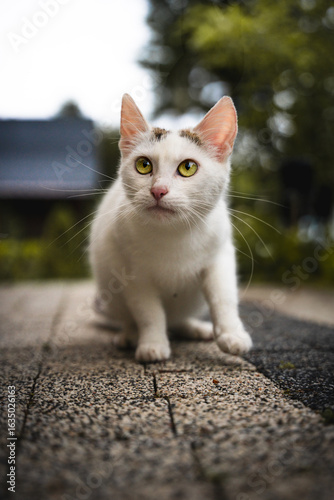 white cat on the street