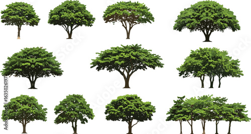 Realistic green trees collection, summer foliage illustration, isolated trees PNG, natural forest clipart, outdoor landscape elements, leafy tree pack