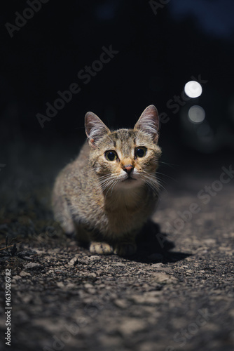 potret of homeless cat