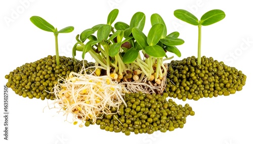 Sprouts and mung beans (1)