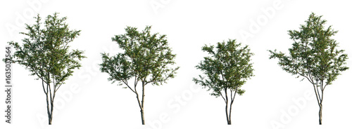 Konstfotografi Set of cherry trees with green foliage and red fruits isolated on transparent ba