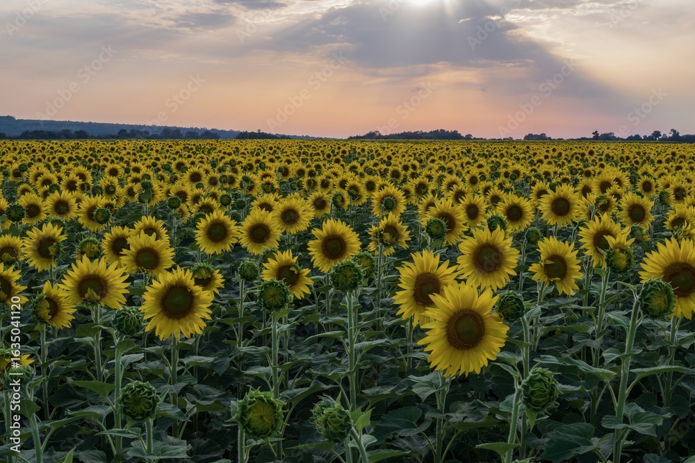 Obraz premium Sunflower field with bright yellow blooms in rows under a blue sky. Scenic rural summer landscape with golden petals and green foliage, symbolizing agriculture