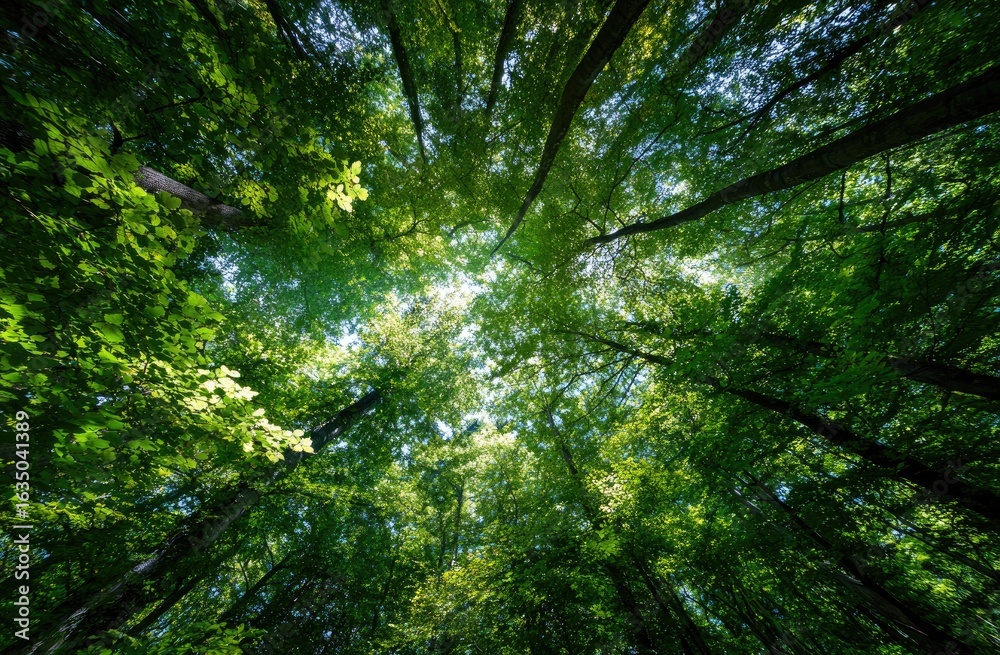 Naklejka premium A low-angle shot reveals a dense canopy of lush green trees, sunlight filtering through leaves to the bright sky above