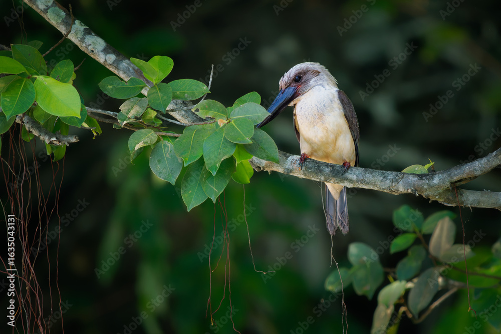 Fototapeta premium Great-billed or Black-billed kingfisher Pelargopsis melanorhyncha bird in Halcyoninae endemic to Sulawesi, mangrove forest, subspecies melanorhyncha and dichrorhyncha and eutreptorhyncha