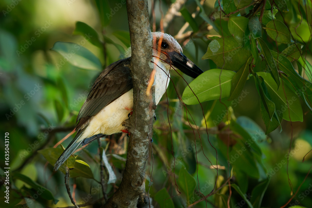 Fototapeta premium Great-billed or Black-billed kingfisher Pelargopsis melanorhyncha bird in Halcyoninae endemic to Sulawesi, mangrove forest, subspecies melanorhyncha and dichrorhyncha and eutreptorhyncha
