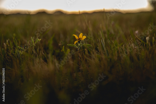 Fototapeta Naklejka Na Ścianę i Meble -  Single flower in a field at golden hour