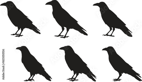 crow silhouettes isolated on white background.