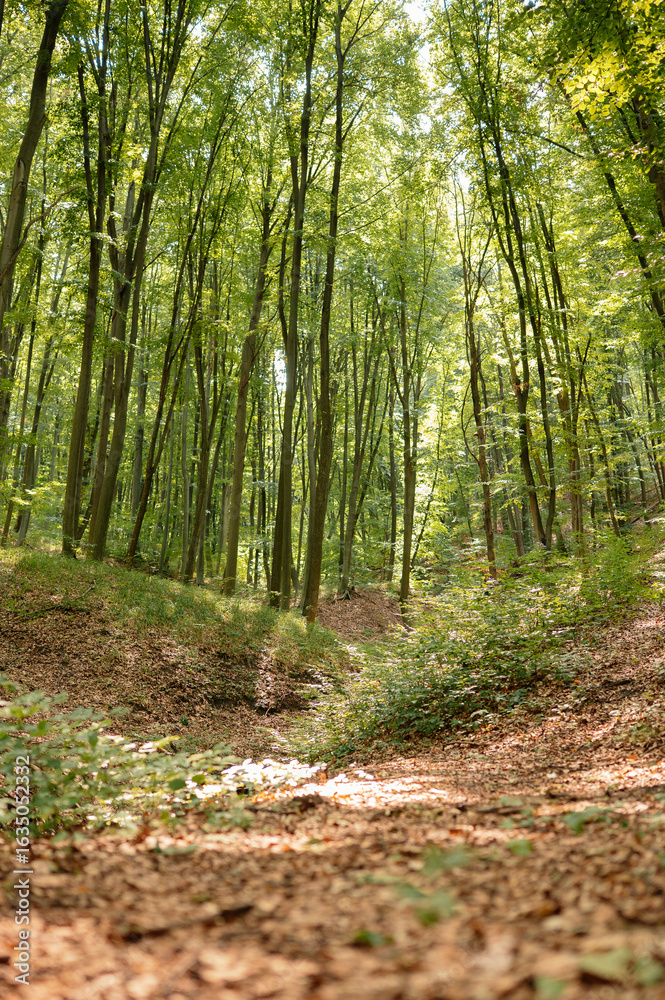 Fototapeta premium A tranquil view of a winding forest path, showcasing vibrant green trees and sunlight filtering through