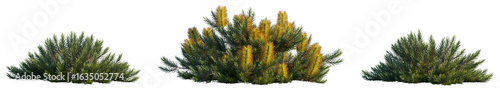 Foto Set of Banksia spinulosa 'Cherry Candles' flowering shrubs isolated on transpare