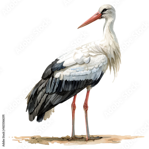 watercolor of Stork, vector, isolated on a white background.