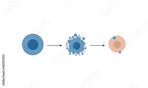 Apoptosis. Programmed cell death. Aging process in cells. Stages of apoptosis, normal cell, shrinkage, membrane blebbing, cell breaks into apoptotic bodies and phagocytosis. Vector illustration.