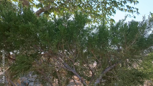 A Juniper shrub with a breeze wind moving the plant