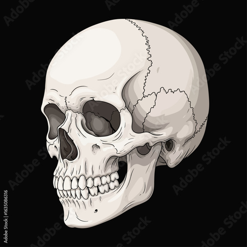 A detailed illustration of a human skull, rendered in a realistic, anatomical style against a black background.