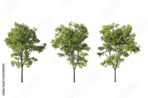 Three green deciduous trees standing isolated on a pure white background, ready for architectural visualization and graphic design projects