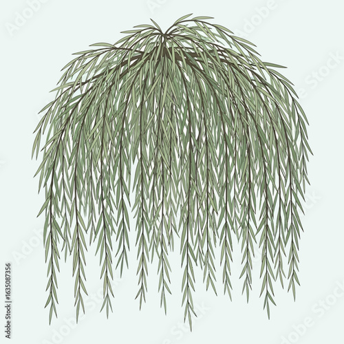Illustration of a weeping willow tree with cascading branches and leaves, isolated.
