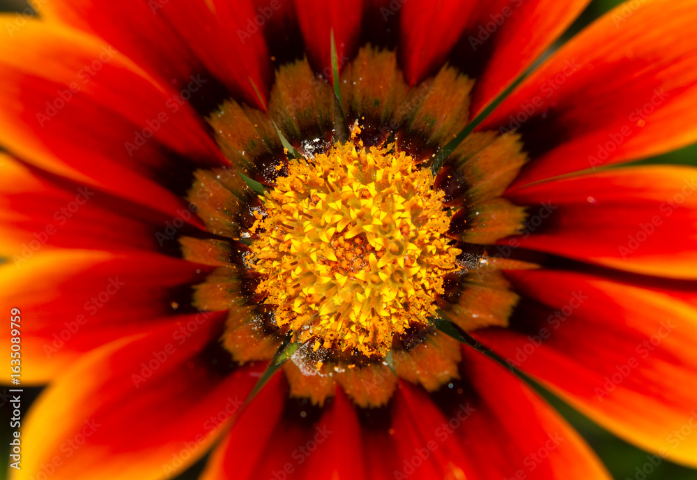 macro flower macro flower