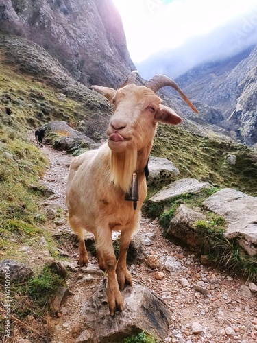 goat in the mountains