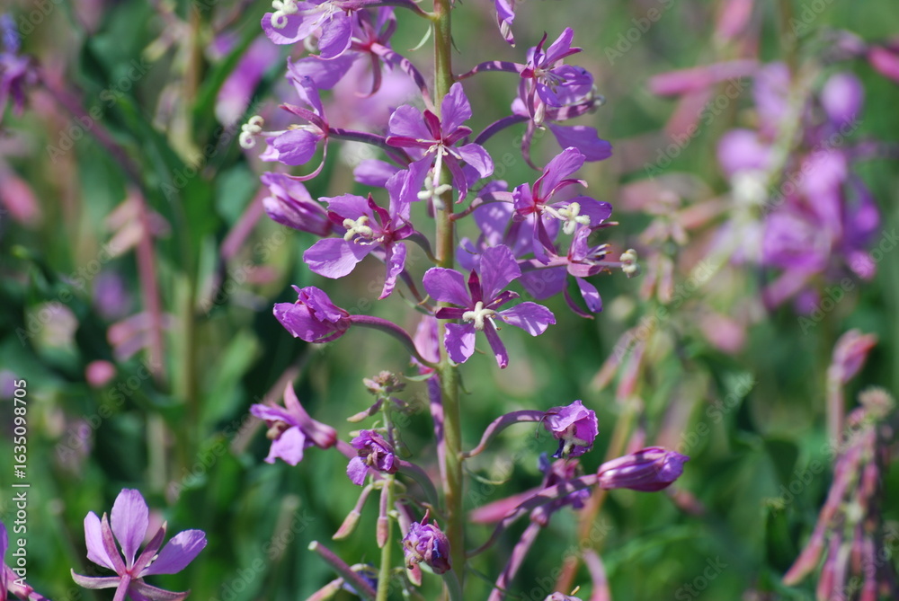 Obraz premium Fireweed - Chamerion angustifolium
