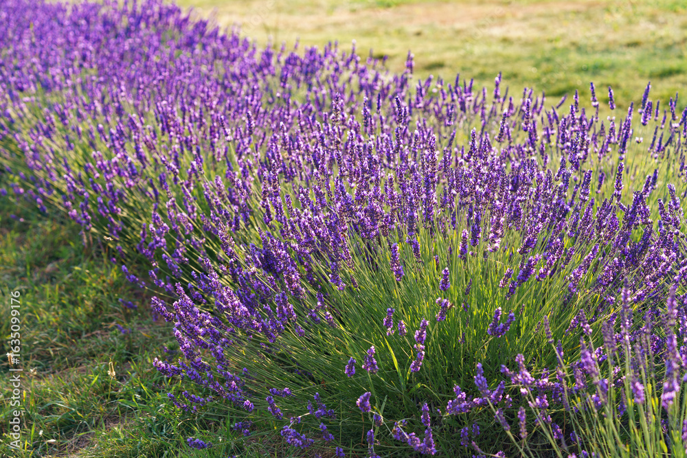 Fototapeta premium Lavender bushes in row, blooming under warm sunlight in peaceful purple and green summer field with soft sunset lignt background. Landscape, natural background, herbal wallpaper