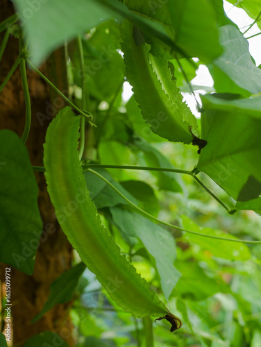 Fresh young winged bean pods growing lushly on a vine, surrounded by vibrant green leaves in a tropical garden setting. Vegetables, sayur kecipir, vegetarian, healthy food, Psophocarpus tetragonolobus