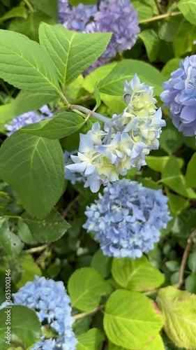 Slider shot from refreshing light blue hydrangeas to white roses