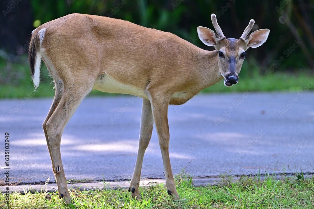 Obraz premium A young buck deer stares at the camera