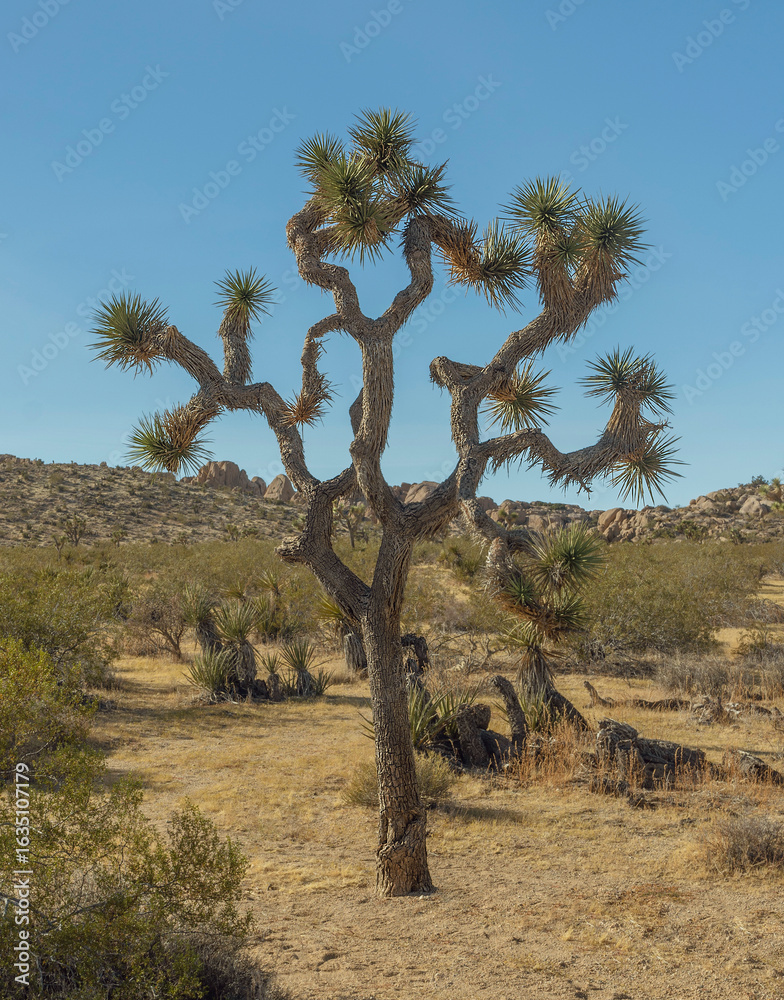 Fototapeta premium joshua tree national park