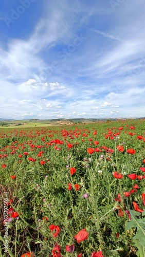 field of poppies