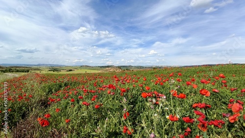 field of poppies