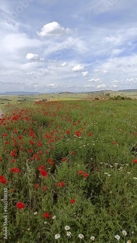 field of poppies