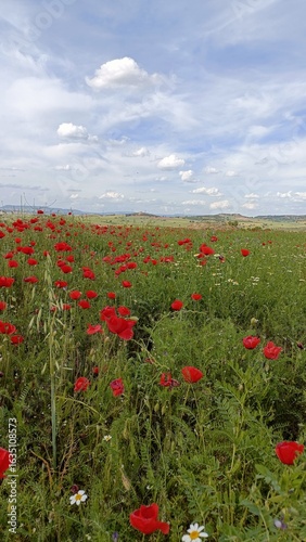 field of poppies
