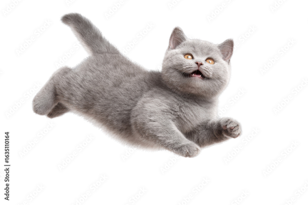 Obraz premium Free photo of cat in motion pose transparent background