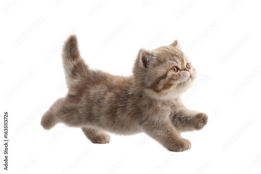 Obraz premium Free photo of cat in motion pose transparent background