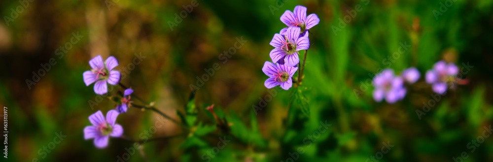 Meadow geranium, meadow crane's-bill, Geranium pratense, field plant. Its origins in the Altai Mountains of central Asia. Meadow geranium, meadow crane's-bill, Geranium pratense, field plant. Its origins in the Altai Mountains of central Asia.