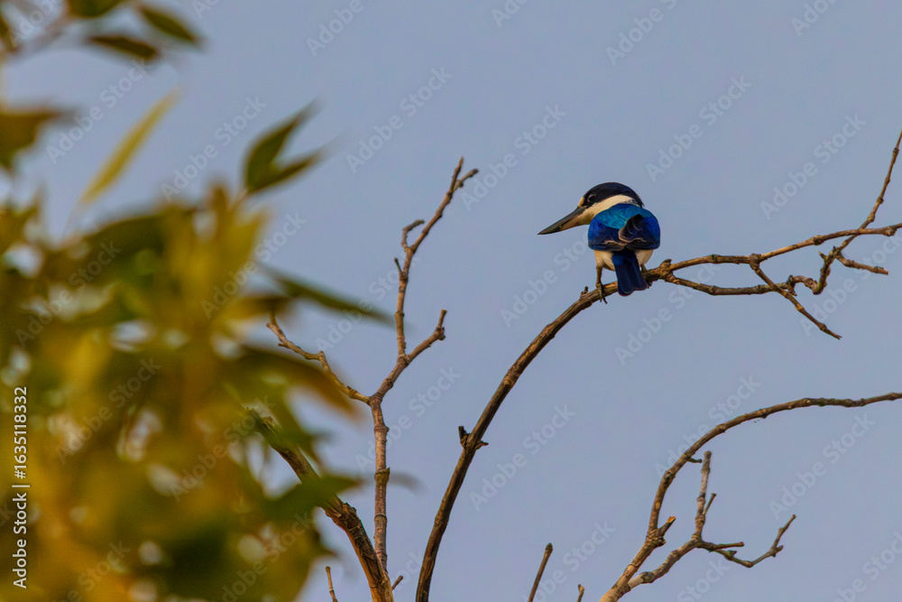 Fototapeta premium kingfisher on a branch
