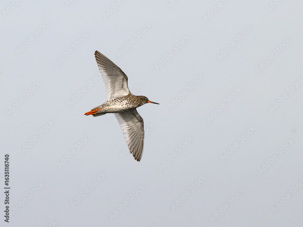Fototapeta premium Common Redshank in Flight Against Clear Sky