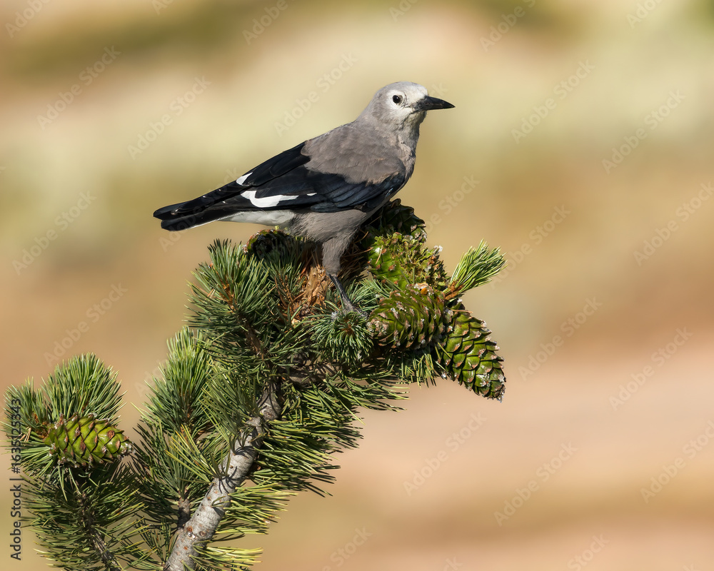 Obraz premium A Clark's Nutcracker feeds on a pine cone.