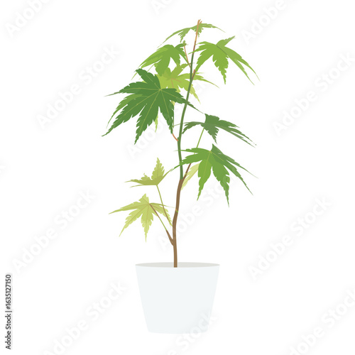 Young japanese maple tree in a white pot on a white background